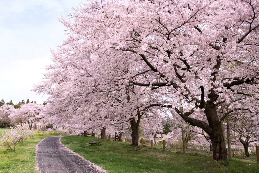花見ならココ！伊香保周辺で満喫できる春のおすすめ桜・花情報